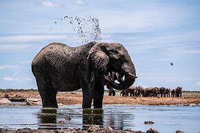 Etosha King Nehale