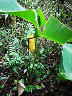 Calathea Hotel Monteverde