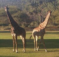 Thandile Country Lodge