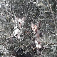 Aybuke Pansiyon