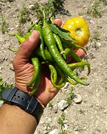 Vadi Alacati