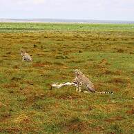 Kimana Amboseli Camp