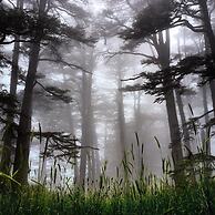 Mountain View Cedars