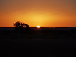 Riad Desert Camel