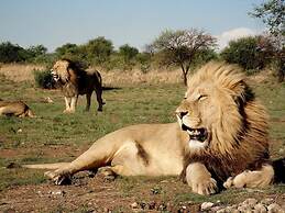 Boskoppie Lion & Tiger Reserve
