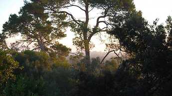 Finca Son Vivot