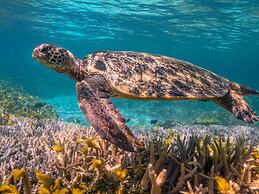 Wilson Island
