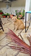 Pecari Bed and Breakfast