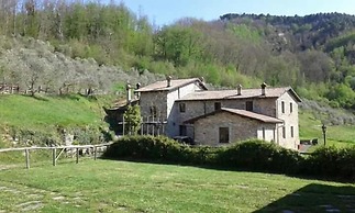 Le Chianine dei Tognoli