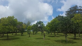 McCarthy Grove