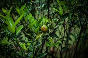 Shambala Yercaud