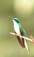 Atta Rainforest Lodge