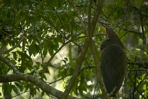 Villas Cabuya Beach & Forest