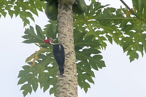 Villas Cabuya Beach & Forest