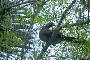 Villas Cabuya Beach & Forest