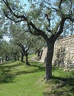 Il Castellaccio