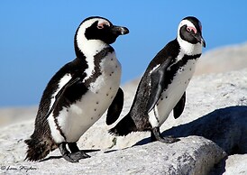 Albatross Guest House