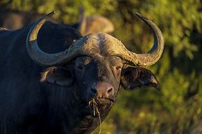 HillsNek Safari Camp - Amakhala Game Reserve