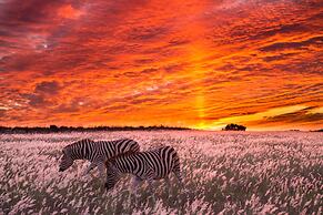 HillsNek Safari Camp - Amakhala Game Reserve