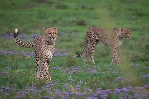 HillsNek Safari Camp - Amakhala Game Reserve