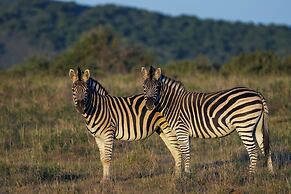HillsNek Safari Camp - Amakhala Game Reserve