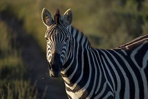 HillsNek Safari Camp - Amakhala Game Reserve