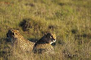 HillsNek Safari Camp - Amakhala Game Reserve