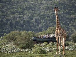 HillsNek Safari Camp - Amakhala Game Reserve