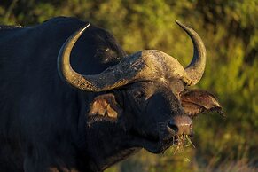 HillsNek Safari Camp - Amakhala Game Reserve