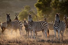 HillsNek Safari Camp - Amakhala Game Reserve