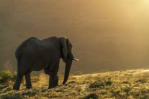 HillsNek Safari Camp - Amakhala Game Reserve