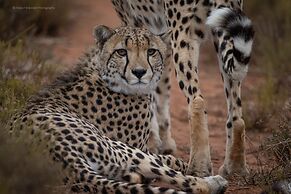 HillsNek Safari Camp - Amakhala Game Reserve