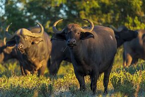 HillsNek Safari Camp - Amakhala Game Reserve