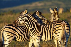 HillsNek Safari Camp - Amakhala Game Reserve