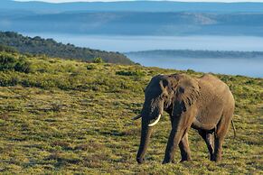 HillsNek Safari Camp - Amakhala Game Reserve