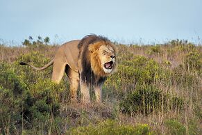 HillsNek Safari Camp - Amakhala Game Reserve