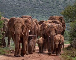 HillsNek Safari Camp - Amakhala Game Reserve