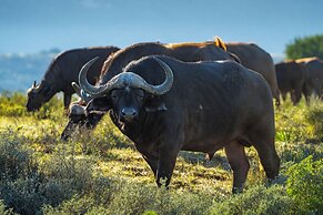 HillsNek Safari Camp - Amakhala Game Reserve
