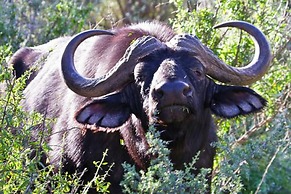 Buffelsdrift Game Lodge