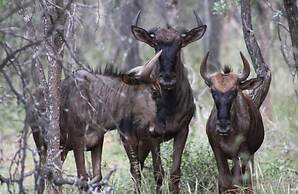 Zwahili Game Lodge & Spa