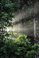 Chambers Wildlife Rainforest Lodges