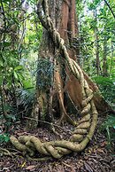 Chambers Wildlife Rainforest Lodges