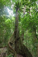 Chambers Wildlife Rainforest Lodges