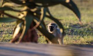 Hlosi Game Lodge - Amakhala Game Reserve