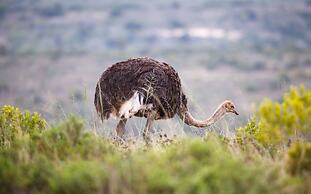Hlosi Game Lodge - Amakhala Game Reserve