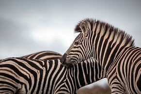 Bukela Game Lodge Amakhala Game Reserve