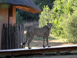 Bukela Game Lodge Amakhala Game Reserve