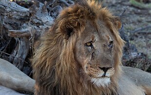 Motswiri Private Safari Lodge