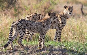 Motswiri Private Safari Lodge