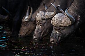 Motswari Private Game Reserve Resort by NEWMARK